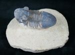 Paralejurus Trilobite - Foum Zguid #13935-3